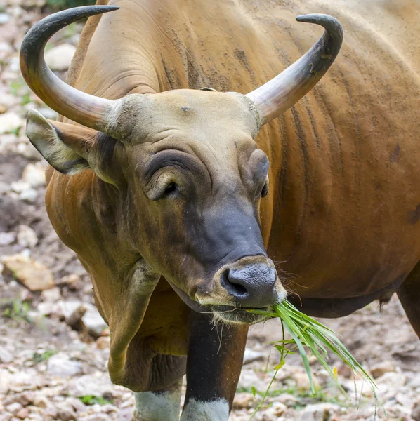 Banteng ou Red Bull comer grama — Fotografia de Stock