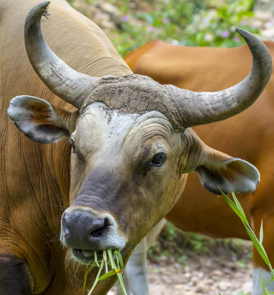 Banteng oder Red Bull fressen Gras — Stockfoto