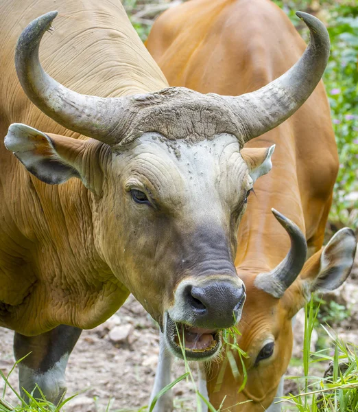 Banteng ou Red Bull mangeant de l'herbe — Photo