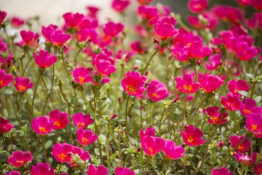 renkli bir alan kırmızı çiçekler