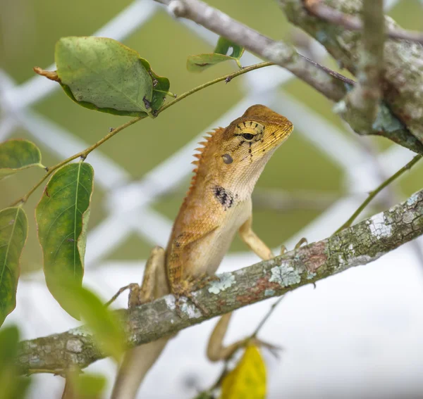 Lagarto (Agamidae ) — Fotografia de Stock