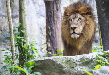 Aslan