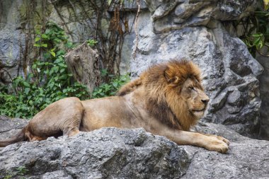 Aslan