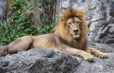 Aslan