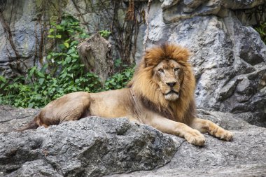 Aslan