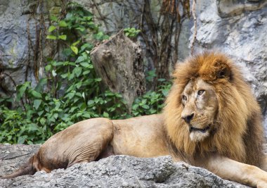 Aslan