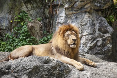Aslan