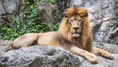 Aslan