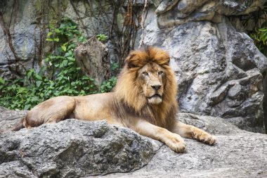 Aslan