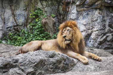 Aslan