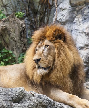 Aslan