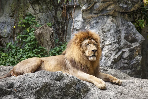 León. — Foto de Stock