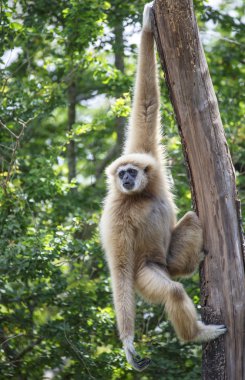 gibbon veya lar jibon beyaz yanaklı