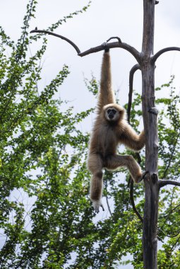 gibbon veya lar jibon beyaz yanaklı