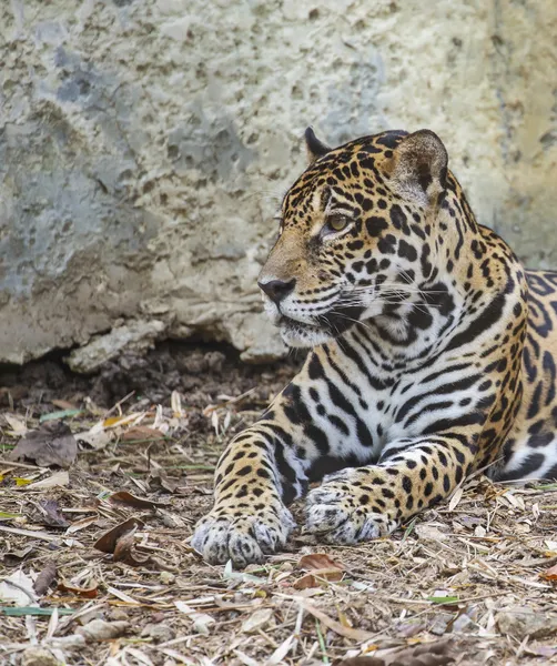 Leopard — Stockfoto