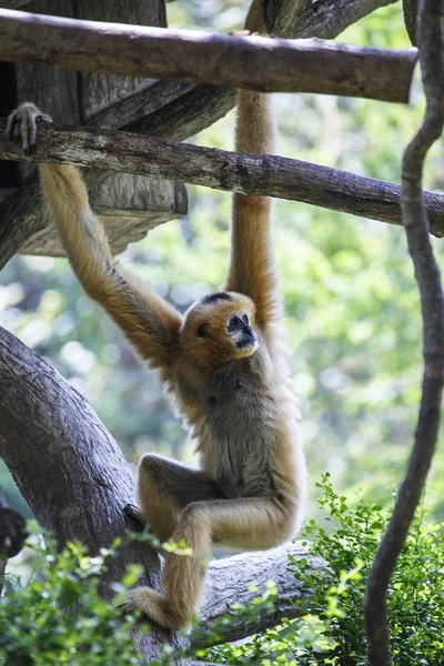 Branco Cheeked Gibbon ou Lar Gibbon — Fotografia de Stock