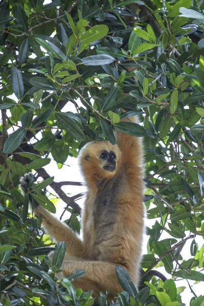 Vita kinder gibbon eller lar gibbon — Stockfoto