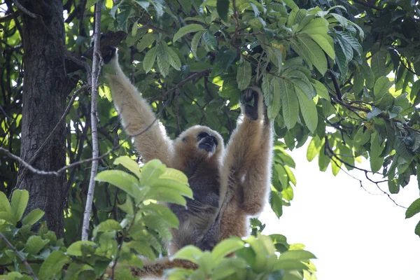 Branco Cheeked Gibbon ou Lar Gibbon — Fotografia de Stock