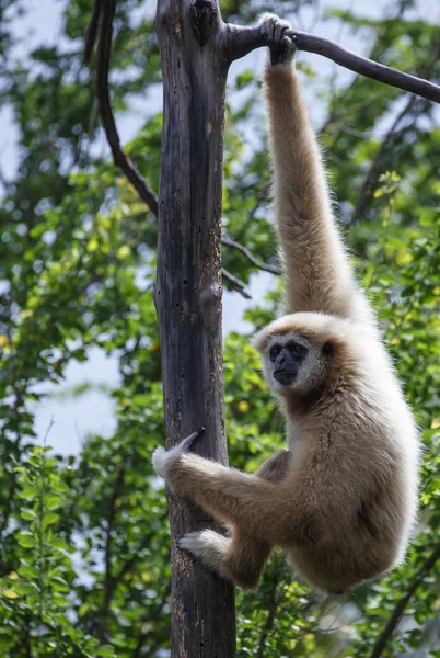 Gibbon sfacciato bianco o Gibbon lar — Foto Stock