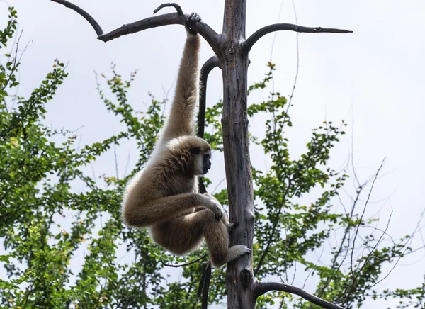 Gibbon sfacciato bianco o Gibbon lar — Foto Stock