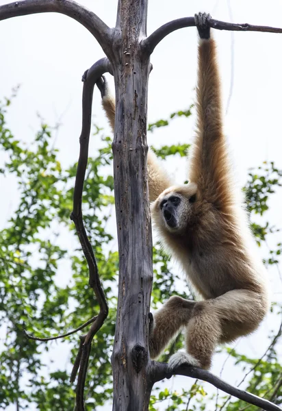 Gibbon de mejillas blancas o Lar Gibbon — Foto de Stock