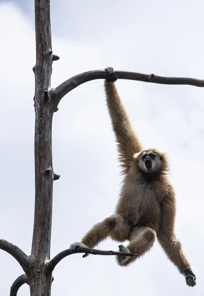 White Cheeked Gibbon or Lar Gibbon — Stock Photo, Image