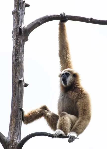 Bílá tvářemi gibbon nebo lar gibbon — Stock fotografie