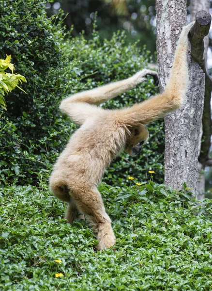 Branco Cheeked Gibbon ou Lar Gibbon — Fotografia de Stock