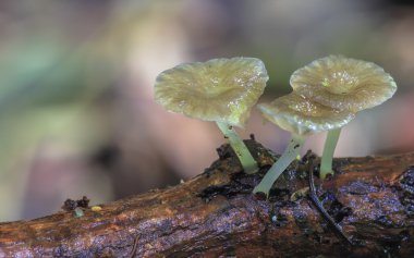 yağmur ormanlarında orman mantar