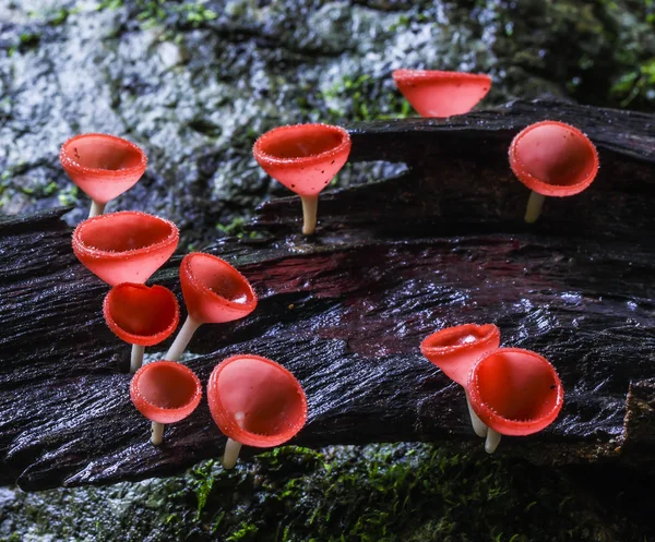 Růžová houba nebo šampaňské houby — Stock fotografie