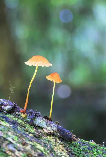 Лесной гриб в дождевом лесу — стоковое фото