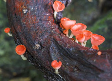 pembe mantar veya şampanya mantar