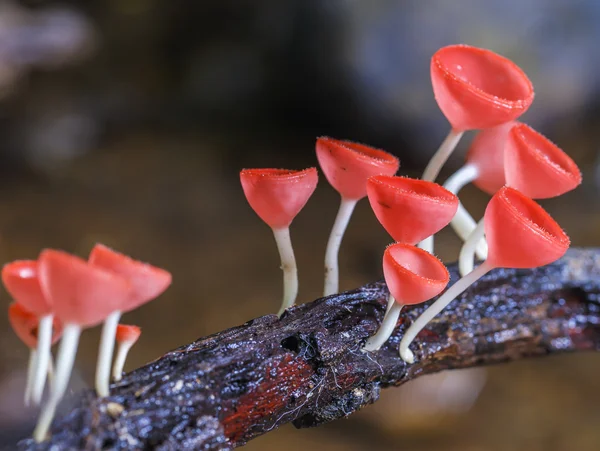 Růžová houba nebo šampaňské houby — Stock fotografie