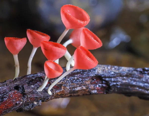 Růžová houba nebo šampaňské houby — Stock fotografie