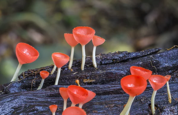 Růžová houba nebo šampaňské houby — Stock fotografie