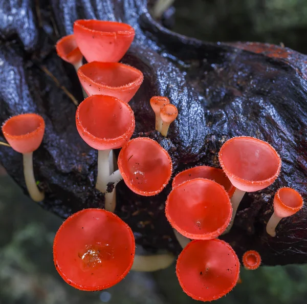 Rosa svamp eller champagne svamp — Stockfoto