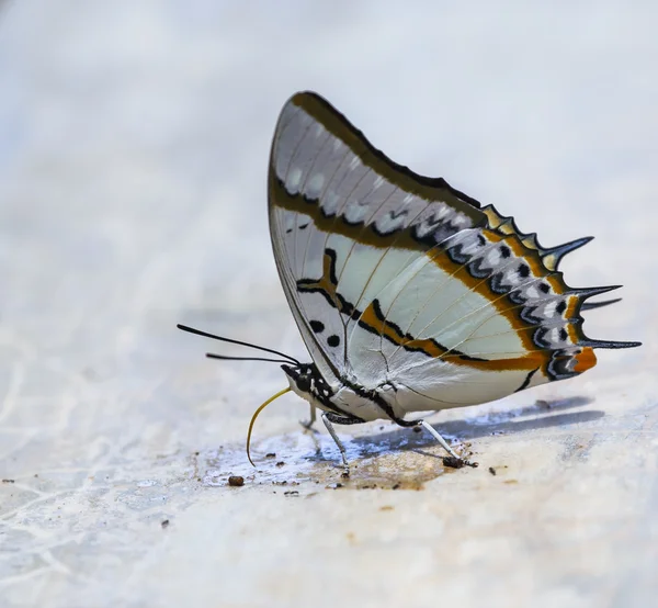 Makro motýl — Stock fotografie