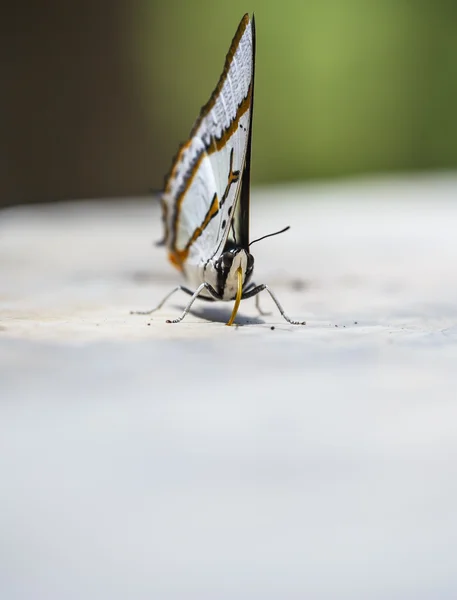 Makro motýl — Stock fotografie