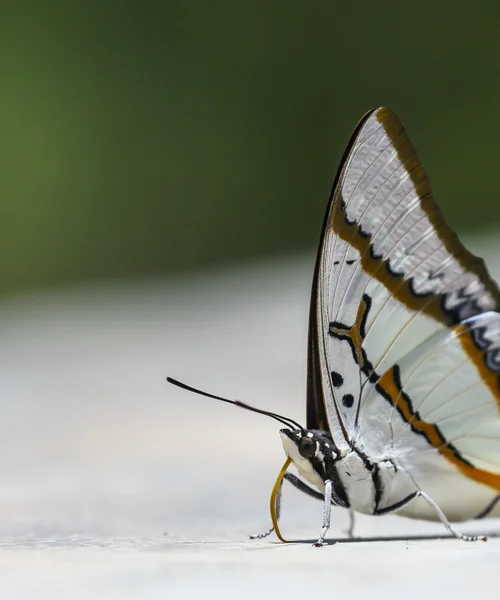 Makro motýl — Stock fotografie