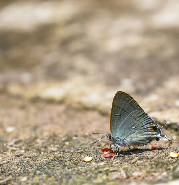 Macro Butterfly — Stock Photo, Image