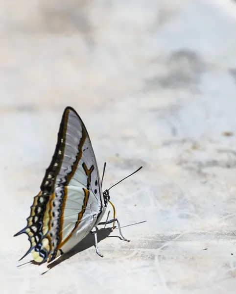 Makro motýl — Stock fotografie