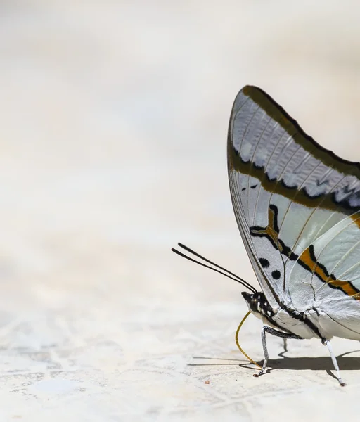 Makro kelebek