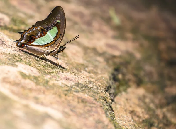 Makro motýl — Stock fotografie