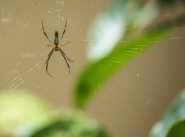 Aranha em uma teia de aranha — Fotografia de Stock