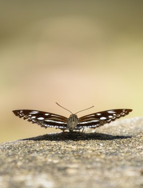 Yerdeki güzel kelebek