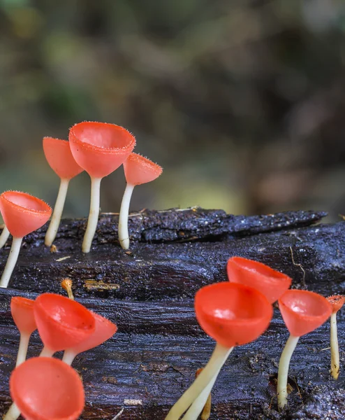 Champignon de la coupe rouge ou champignon Champagne — Photo