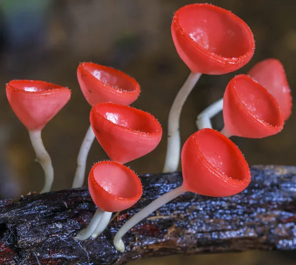 Funghi di coppa rossa o fungo di Champagne — Foto Stock
