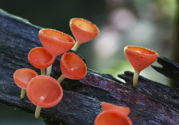 Champignon de la coupe rouge ou champignon Champagne — Photo