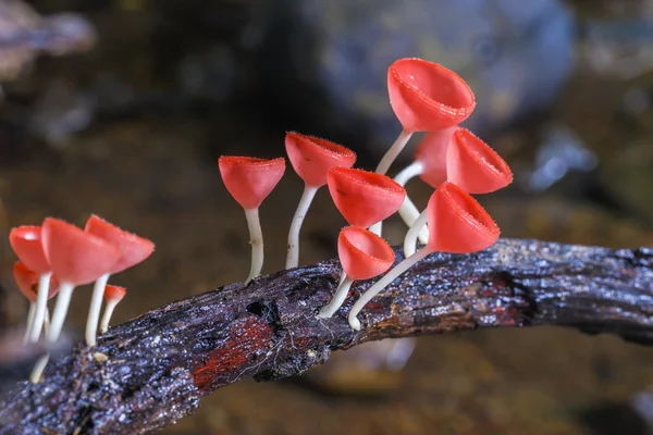 Champignon de la coupe rouge ou champignon Champagne — Photo