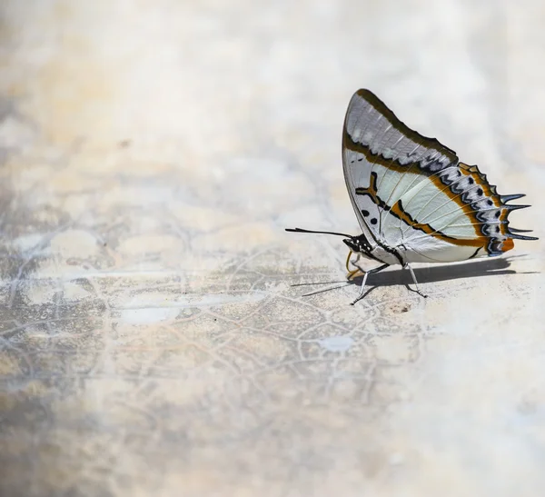 Krásný motýl na zemi — Stock fotografie